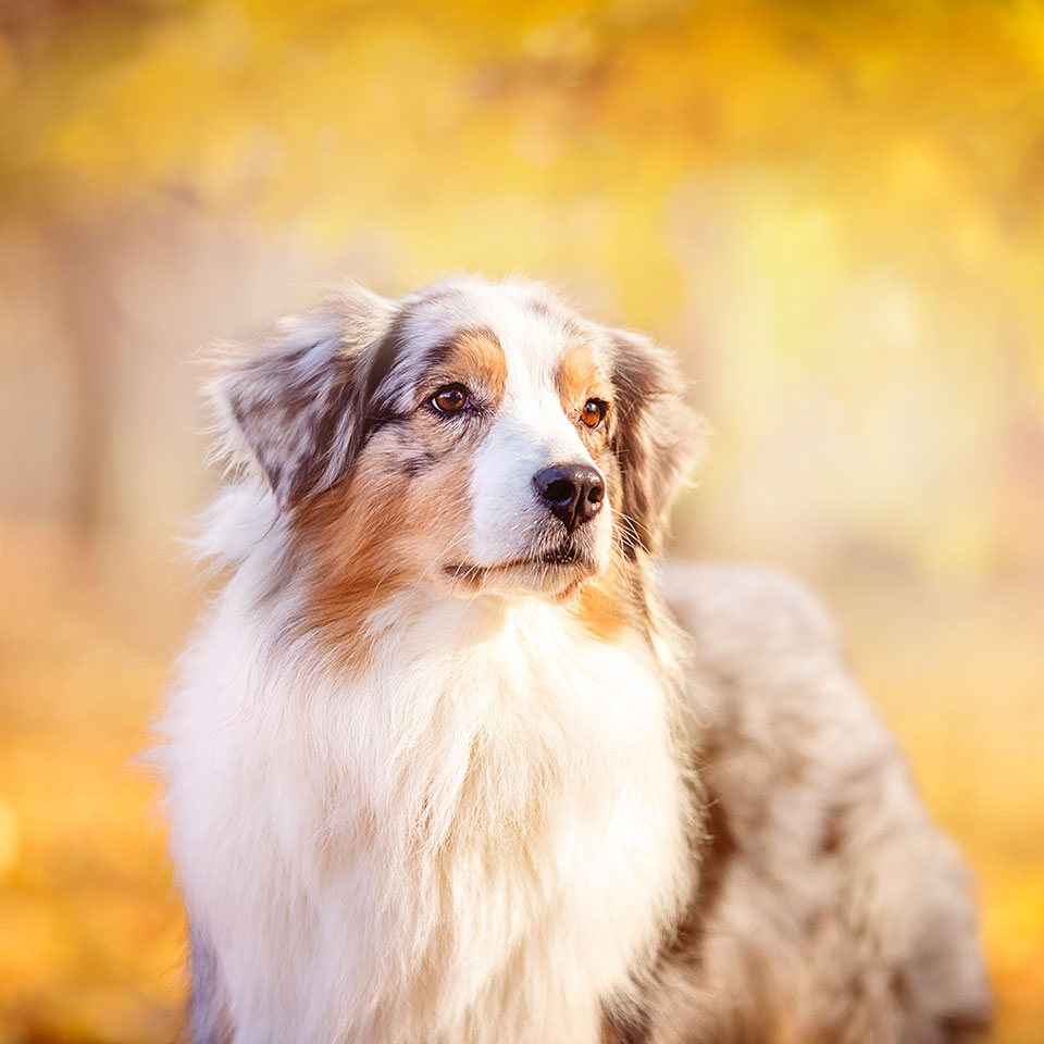 Zwierzęta w plenerze